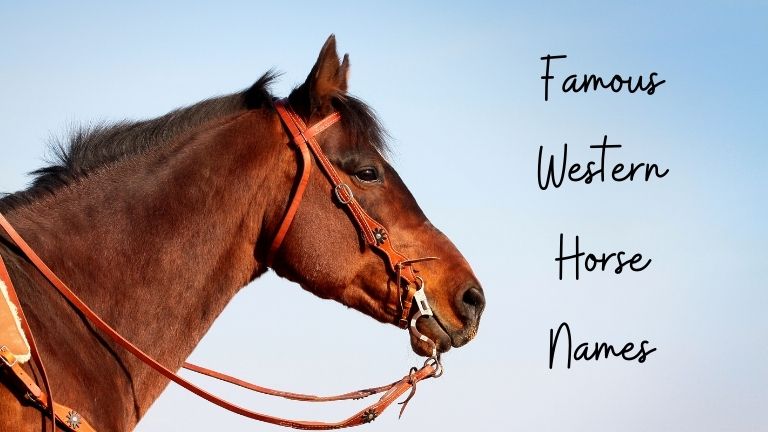 Famous Western Horse Names