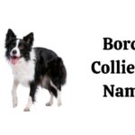 Border Collie Dog Names