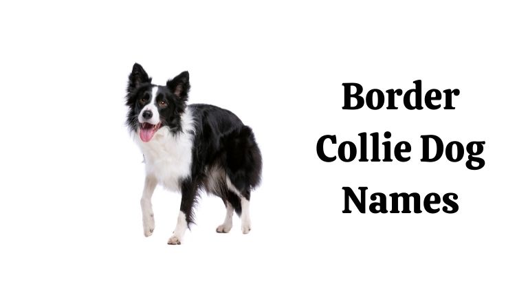 Border Collie Dog Names