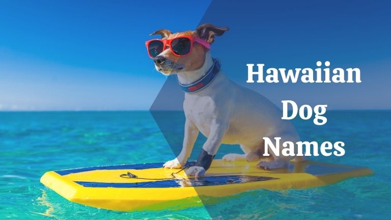 Hawaiian Dog Names