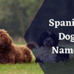 Spanish Dog Names