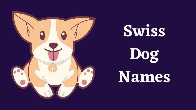 50+Popular Swiss Dog Names with It's Meanings | My Name Guide